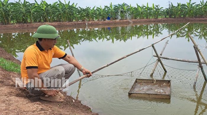 Anh Trần Văn Chí kiểm tra tôm nuôi để kịp thời phát hiện và xử lý các bệnh lý.