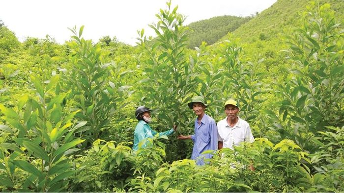 Rừng trồng kinh tế hiện mang lại hiệu quả cao cho người dân
