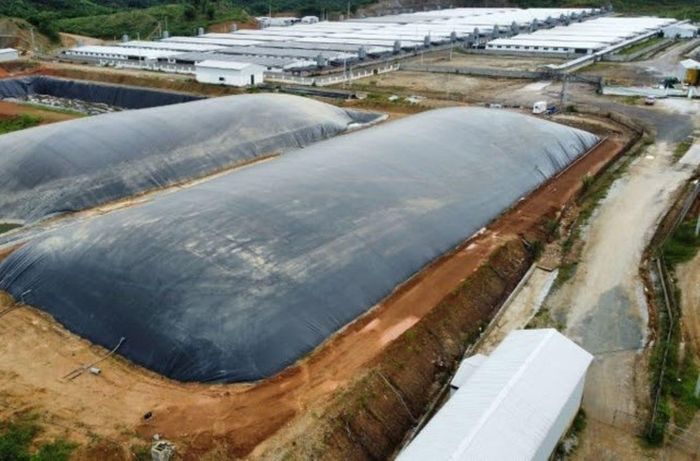 Trang trại lợn tại xã Tân Phúc gây ô nhiễm
