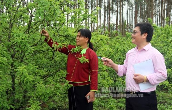 Cán bộ Phòng Giao dịch NHCSXH huyện Cao Lộc kiểm tra tình hình sử dụng vốn vay của hộ vay vốn xã Lộc Yên - Ảnh: Báo Lạng Sơn