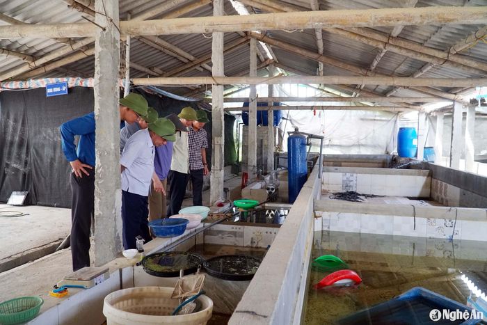 Mô hình ứng dụng tiến bộ khoa học kỹ thuật vào nuôi lươn tại Yên Thành. Ảnh: Phú Hương
