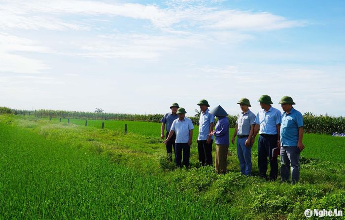 Đồng chí Nguyễn Văn Đệ kiểm tra tình hình sản xuất lúa hè thu tại huyện Diễn Châu. Ảnh: Phú Hương
