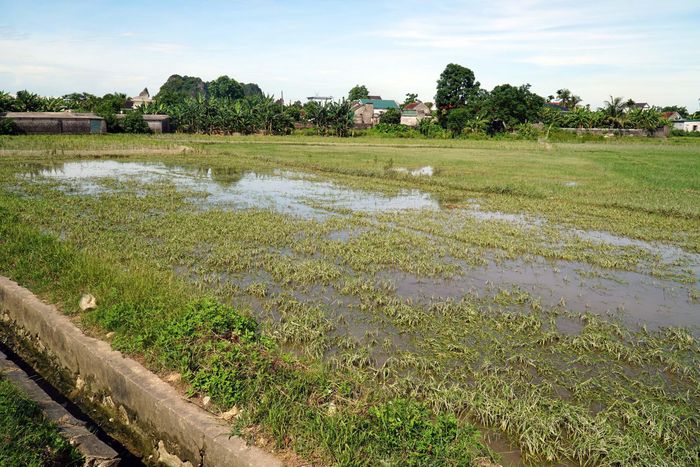 Phó Chủ tịch UBND tỉnh chỉ đạo khẩn trương khắc phục sản xuất lúa hè thu bị thiệt hại. Ảnh: Phú Hương