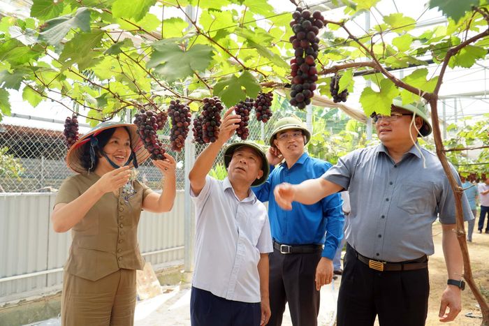Đoàn công tác thăm mô hình trồng nho hàng hóa tại xã Văn Thành, Yên Thành. Ảnh: Phú Hương