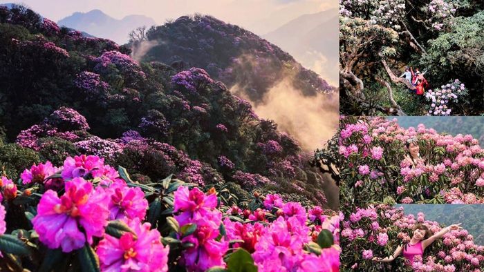 Du khách trong và ngoài tỉnh thích thú leo núi ngắm rừng hoa Đỗ Quyên thơ mộng.