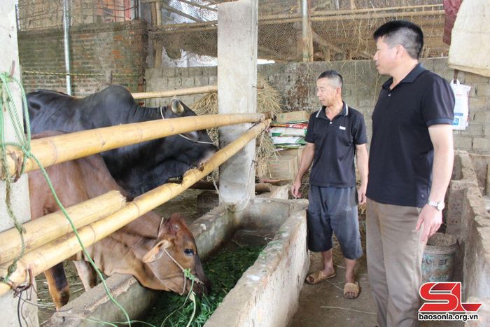 Nông dân bản Còng, xã Phổng Lăng, huyện Thuận châu phát triển chăn nuôi gia súc.