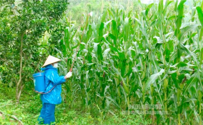 Người dân xã Thiện Hòa, huyện Bình Gia phun thuốc bảo vệ thực vật phòng trừ châu chấu tre lưng vàng