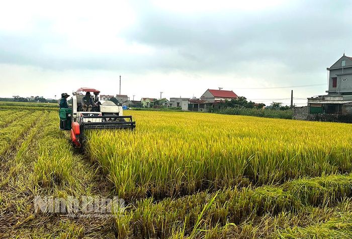 Các địa phương của huyện Yên Khánh tập trung thu hoạch lúa đông xuân.