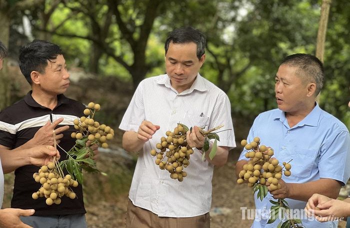 Lãnh đạo Sở Nông nghiệp và Phát triển nông thôn đánh giá chất lượng nhãn chín sớm.