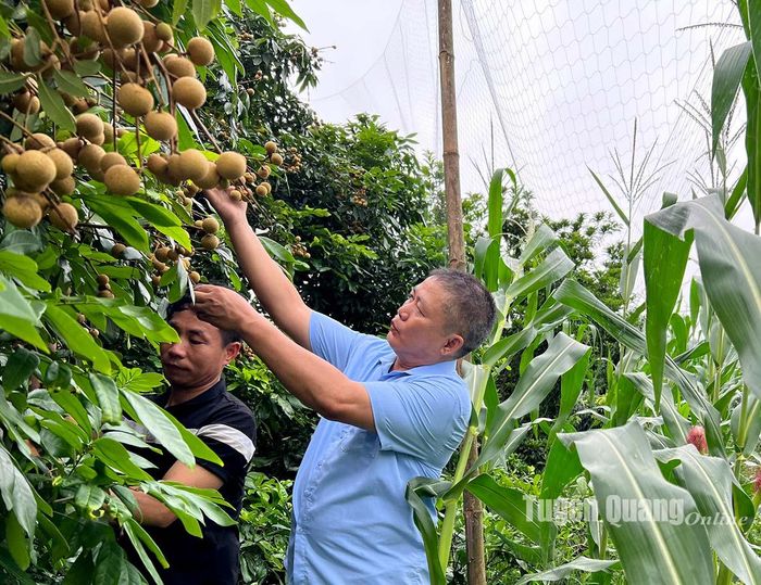 Tiến sĩ Vi Xuân Học kiểm tra vườn nhãn của người dân.
