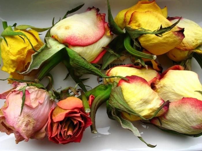 Không một đóa hoa nào mãi mãi rực rỡ. Ảnh minh họa: Báo Giao thông.