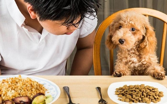 Dù chủ nuôi luôn mong muốn thú cưng được ăn những bữa ngon và đầy đủ dinh dưỡng nhưng không phải ai cũng sẵn lòng thử thức ăn dành cho chó mèo. Đây chính là lý do nghề nếm thức ăn thú cưng ra đời.