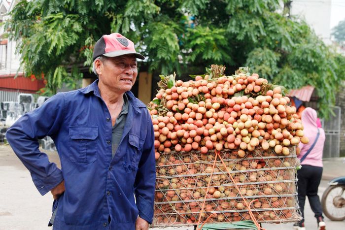 Nông dân Bắc Giang phấn khởi vì vải thiều bán được giá cao. Ảnh: Nguyễn Thắng.