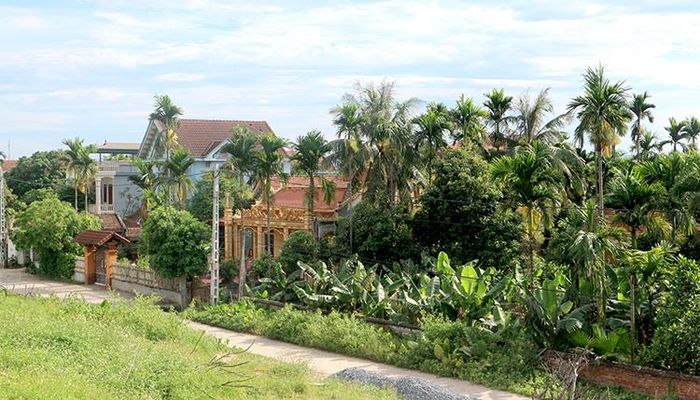 Một góc hàng cau tại xã Cao Xá, huyện Lâm Thao.