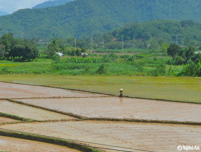 Bà con xã Châu Tiến, huyện Quỳ Châu đã gieo được trên 110 ha lúa mùa. Ảnh: Văn Trường