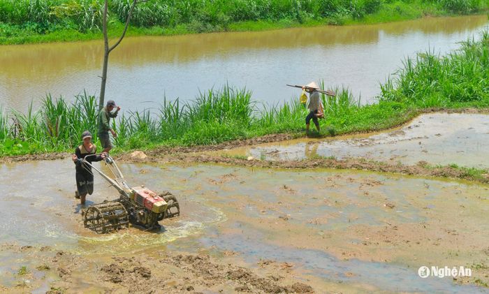 Nông dân xã Tiền Phong, Quế Phong dập ruộng xuyên trưa. Ảnh: Văn Trường