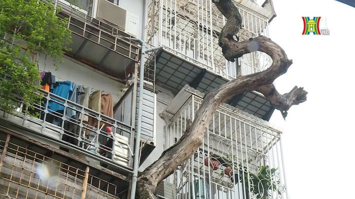 Cây sưa đã chết quá lâu mà không được chặt bỏ.