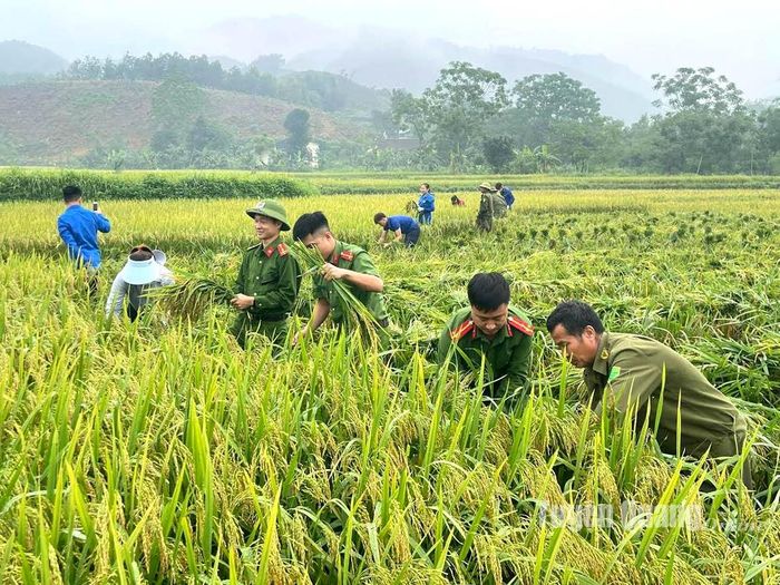 Chiến sĩ công an, đoàn thanh niên hỗ trợ người dân xã Tân An (Chiêm Hóa) thu hoạch lúa xuân, giảm thiểu tổn thất do thiên tai gây ra.