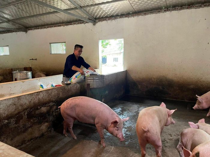 Chăn nuôi lợn cho hiệu quả kinh tế cao ở xã Yên Trung (huyện Thạch Thất). Ảnh: Hương Giang.