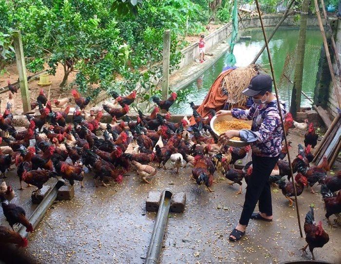 Mô hình chăn nuôi gà đồi thả vườn tại xã Tiến Xuân. Ảnh: Hương Giang.