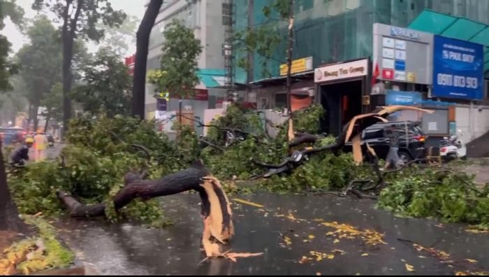 Cây xanh téc nhánh rơi xuống đường Phạm Ngọc Thạch, quận 3. May mắn vụ việc không gây thiệt hại về người. Ảnh: M.L