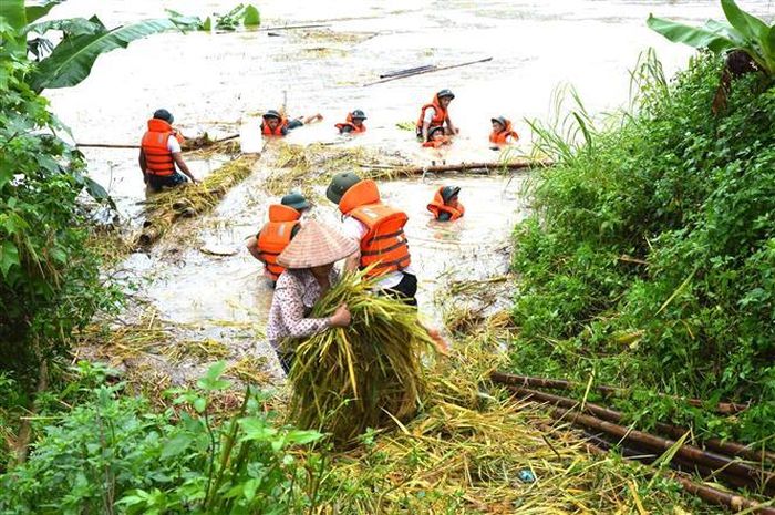 Cán bộ, chiến sỹ Bộ Chỉ huy Quân sự tỉnh Hà Giang giúp nhân dân thu hoạch hoa màu bị ngập sâu trong nước. Ảnh: Quốc Hoàn-TTXVN phát