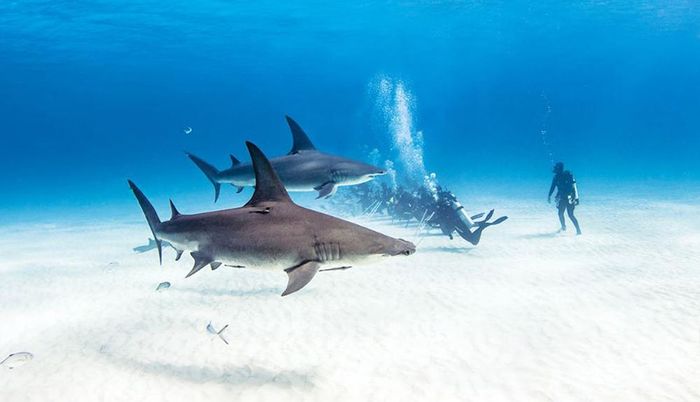 Lặn ngắm cá mập đầy phấn khích trong lòng đại dương. Nguồn: bahamas.com