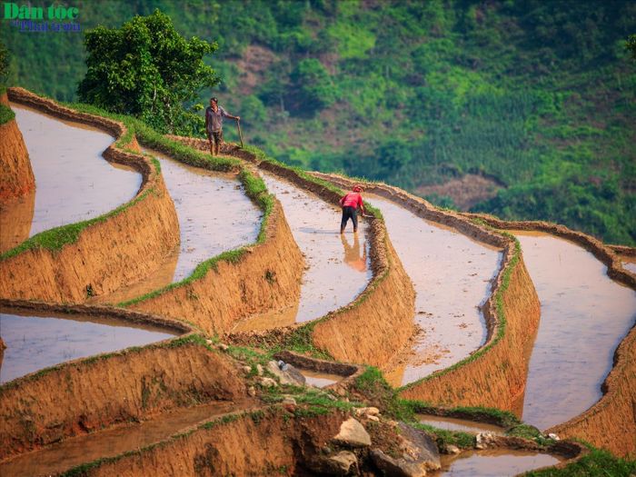 Trưởng Phòng Văn hóa - Thông tin huyện Hoàng Su Phì Nguyễn Việt Tuân cho biết: Phương thức canh tác ruộng bậc thang của mỗi dân tộc có đôi nét khác biệt. Như khi lựa chọn đất canh tác, người Dao Đỏ ở xã Hồ Thầu thường chỉ chọn những khu vực đất có độ dốc không lớn để làm ruộng bậc thang và trồng cây xung quanh khu ruộng của mình để giữ đất, tránh bị sạt lở. Còn với người La Chí ở xã Bản Phùng, do địa bàn cư trú chủ yếu là đồi núi cao, đất dốc, nguồn nước khan hiếm nên đất được lựa chọn để khai phá trước hết phải gần nguồn nước và thuận lợi trong việc dẫn nước về ruộng.