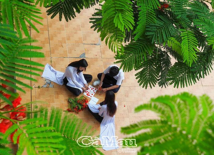 Ép hoa phượng, lưu lại kỷ niệm mùa hè, trước khi chia tay bạn bè.