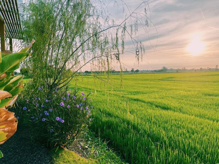 Khung cảnh ruộng lúa vùng nông thôn bình yên cho gia chủ và các thành viên trong nhà tận hưởng sự thoải mái cuối tuần. 