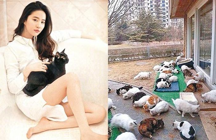 Lưu Diệc Phi tận hưởng cuộc sống độc thân sang chảnh và tìm niềm vui bên những chú mèo