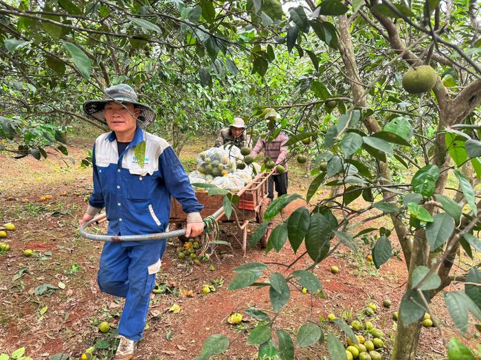 Do không có mã vùng trồng nên quýt PQ tại vùng Phủ Quỳ nói chung và Nghĩa Đàn nói riêng không có đầu ra và giá quá rẻ, có thời điểm chỉ 1.000 đến 2.000 đồng/kg nên nhiều chủ gia trại không muốn thu hoạch. Ảnh: Nguyễn Hải