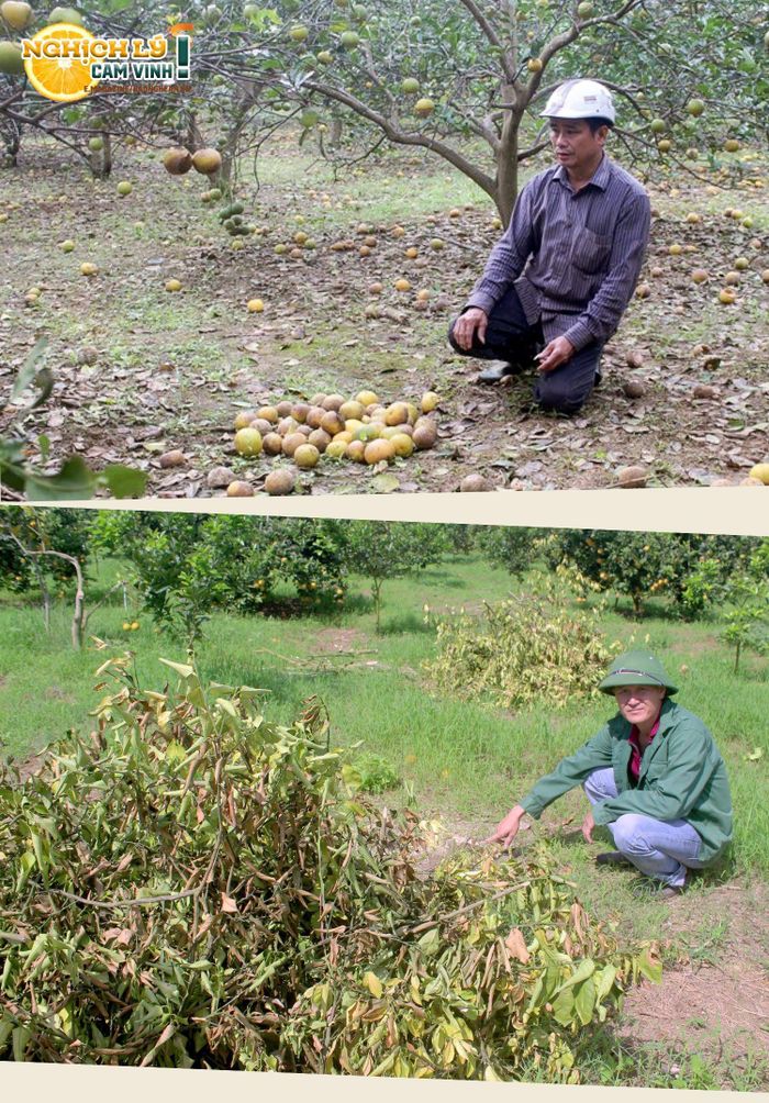 Nông dân Quỳ Hợp thất thần khi buộc phải chặt bỏ cam mà họ dày công sức đầu tư nhưng đã bị sâu bệnh, thoái hóa. Ảnh Tư liệu: Báo Nghệ An