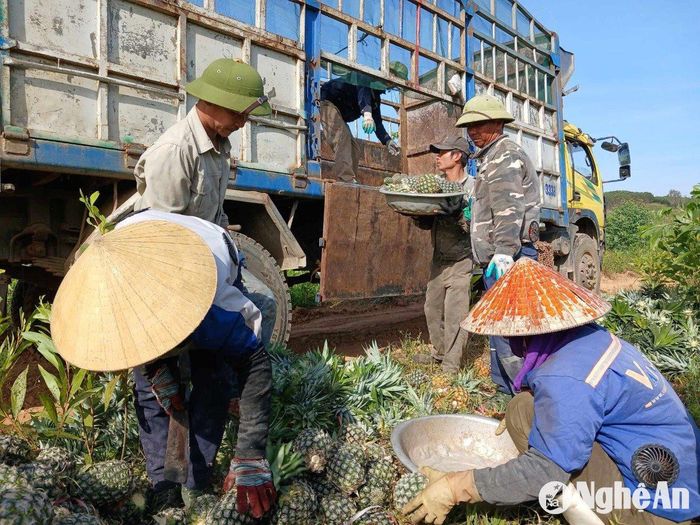 Nông dân Tân Thắng phấn khởi thu hoạch dứa. Ảnh: Việt Hùng