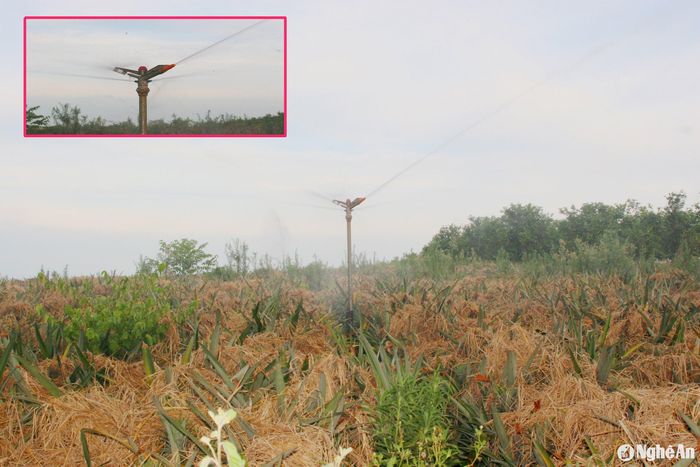 Thường xuyên tưới nước cho cây dứa khi thời tiết nắng nóng là biện pháp hiệu quả. Ảnh: Việt Hùng