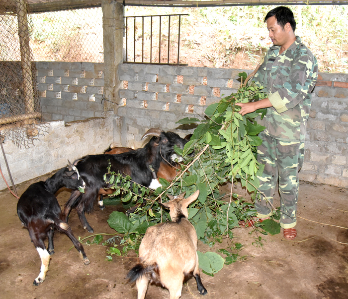  Mô hình nuôi dê mang lại hiệu quả cao.