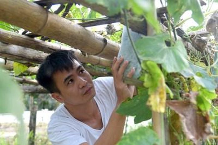  Giàn bí trồng trên đồi đá nhưng vẫn nhiều quả.