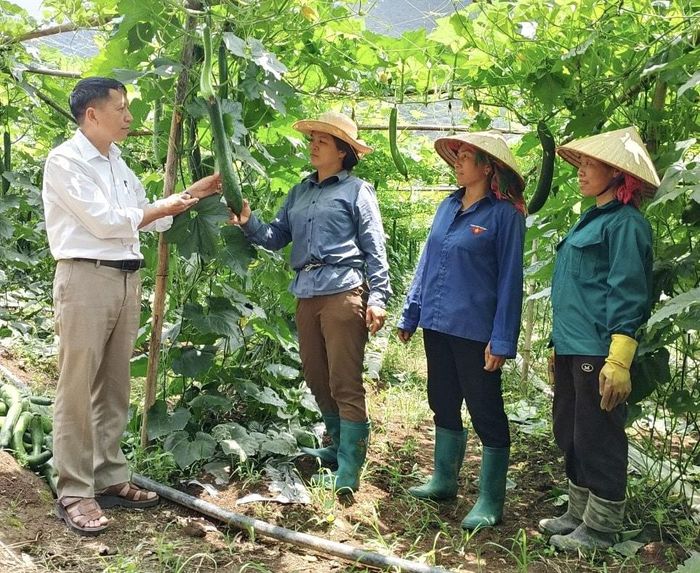 Lãnh đạo xã Bình Lư hướng dẫn người dân cách chăm sóc, phòng trừ sâu bệnh cho cây bí xanh.