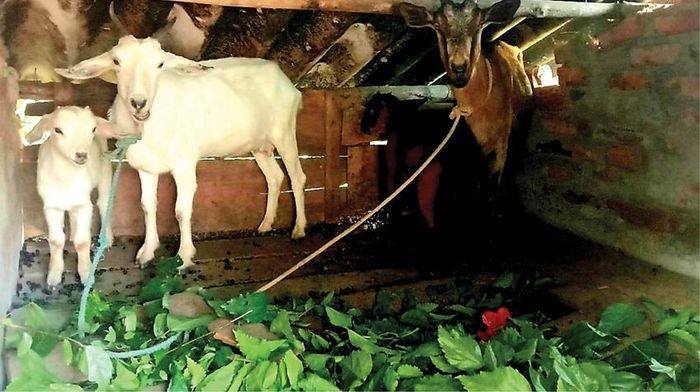 Nhiều hộ nghèo ở A Lưới thoát nghèo nhờ mô hình hỗ trợ chăn nuôi bò phát triển sinh kế