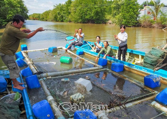 Cách đây 5 năm, anh Hồ Văn Hậu (bìa trái) nuôi thử nghiệm cá bống mú trong ao đất, cũng đạt hiệu quả, tuy nhiên sau vài vụ nuôi thì cá dễ nhiễm bệnh, chậm lớn. Hiện nay anh nuôi 2 lồng bè ven sông: 2 lồng lớn khoảng 6 m2/100 con giống/lồng bè và 1 lồng nhỏ hơn để dèo cá con dành nuôi nối vụ; sau 6-8 tháng nuôi là thu hoạch.