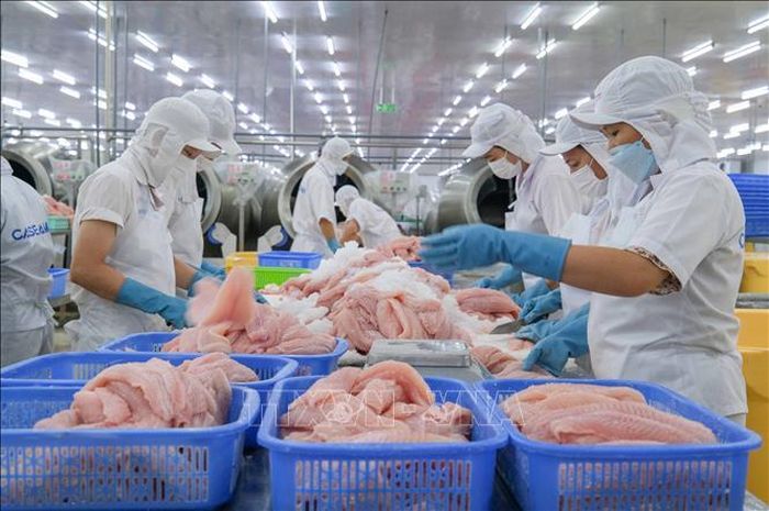 Chế biến cá tra xuất khẩu tại Công ty Cổ phần Caseamex, Khu công nghiệp Trà Nóc. Ảnh: Thanh Liêm/TTXVN