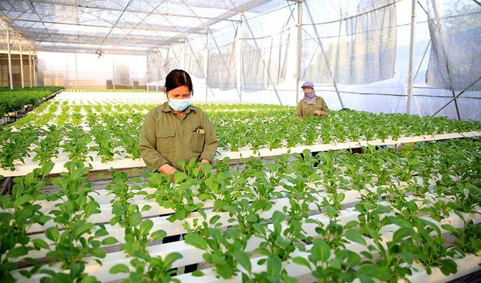 Luật Thủ đô (sửa đổi) mở cơ hội cho nông nghiệp Hà Nội phát triển.