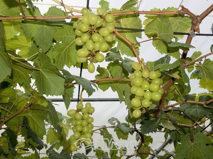 Cây nho đã bén đất rừng U Minh Hạ, trở thành đối tượng săn đón của du khách.