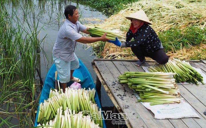 Hạnh phúc vợ chồng còn là những chuỗi ngày đồng cam cộng khổ. (Trong ảnh: Vợ chồng ông Lê Văn Ly, Ấp 1, xã Khánh An, huyện U Minh, đồng lòng làm kinh tế. Với mô hình trồng bồn bồn diện tích 2,3 ha, kết hợp nuôi cá đồng, trồng cây ăn trái, cho thu nhập trên 200 triệu đồng/năm).