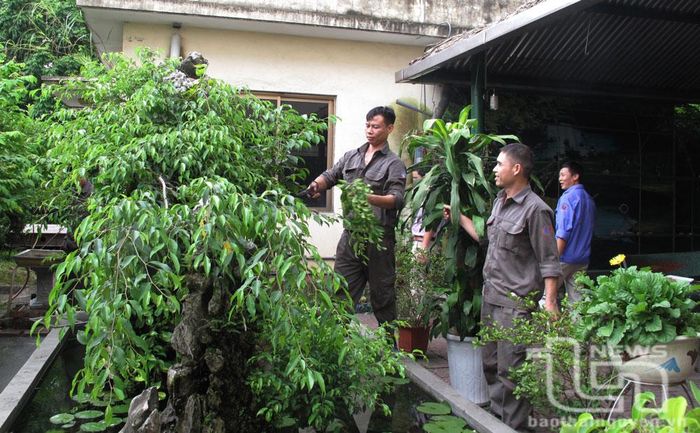 Tại các phân xưởng thuộc Công ty Nhiệt điện Cao Ngạn - TKV, công nhân trồng nhiều cây xanh, cây cảnh, tạo cảnh quan xanh - sạch - đẹp.