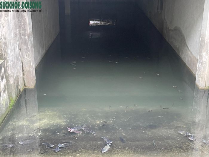 Thậm chí ở gian tầng hầm của một căn biệt thự có vị trí đắc địa tại đây xuất hiện đàn cá lớn đang tung tăng bơi lội.