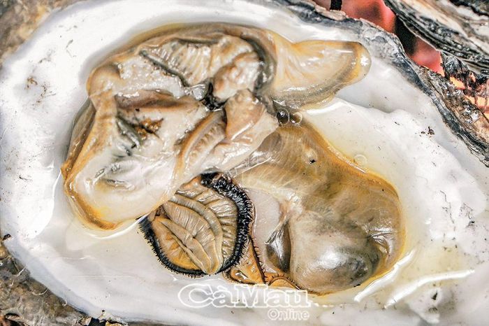 Hàu nuôi trong môi trường nước lợ lớn nhanh, tỷ lệ thịt nhiều, giàu dinh dưỡng, chất lượng thơm ngon nên được thị trường ưa chuộng.