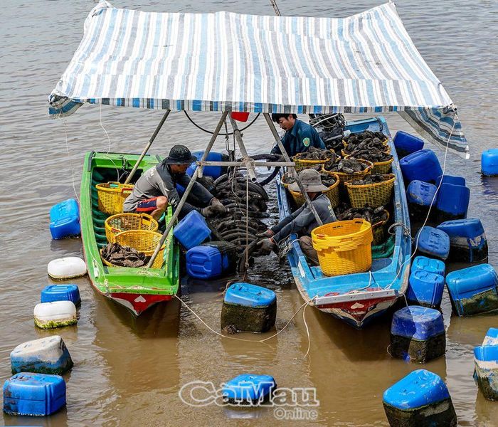 Anh Lê Hoàng Dứa dùng vỏ xe đã qua sử dụng để xỏ xâu làm giàn kết nối với can nhựa thành bè để nuôi hàu thương phẩm.