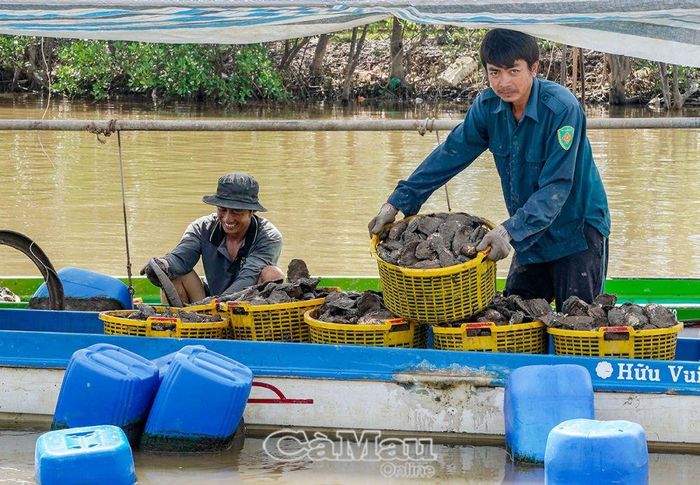 Anh Dứa (bên trái) cùng thương lái phân loại hàu thương phẩm.