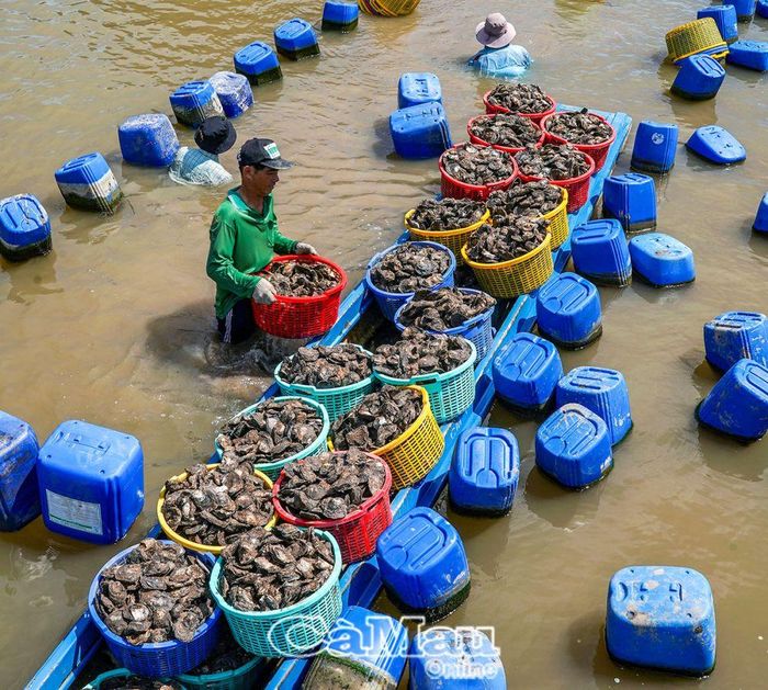 Với 10 lồng nuôi, mỗi vụ nuôi 6 tháng, trừ hao hụt, anh Dứa thu hoạch hơn 3 tấn hàu thương phẩm, lãi trên 20 triệu đồng.